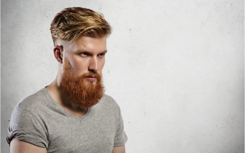 Portrait of courageous and fashionable male model with long trendy beard and undercut hairstyle. Caucasian blond man in grey T-shirt looking sullenly ahead of him.