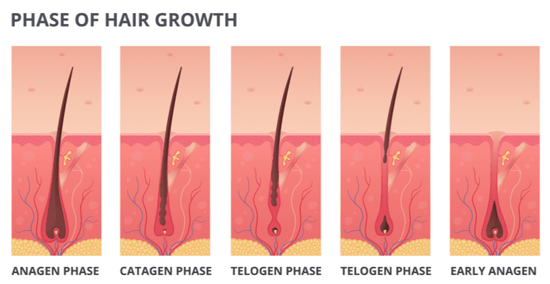 Different stages of hair growth illustrated into five sections for a piece on how fast does hair grow