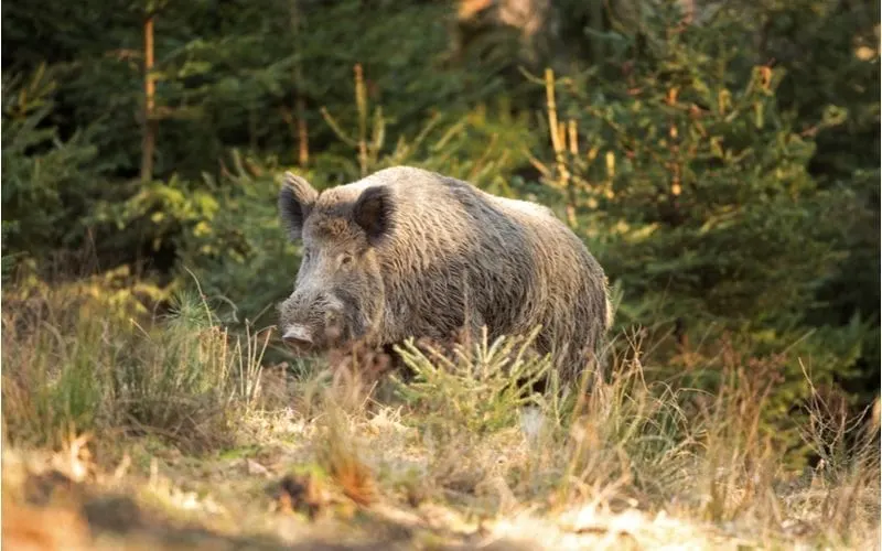 Image of a wild boar in the forest standing eating grass in front of pine trees