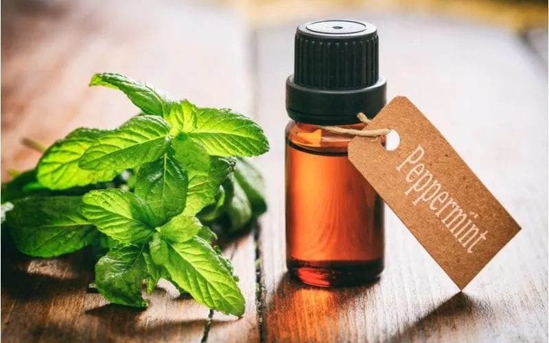 Peppermint oil sits in a tube for a piece on best oils for hair