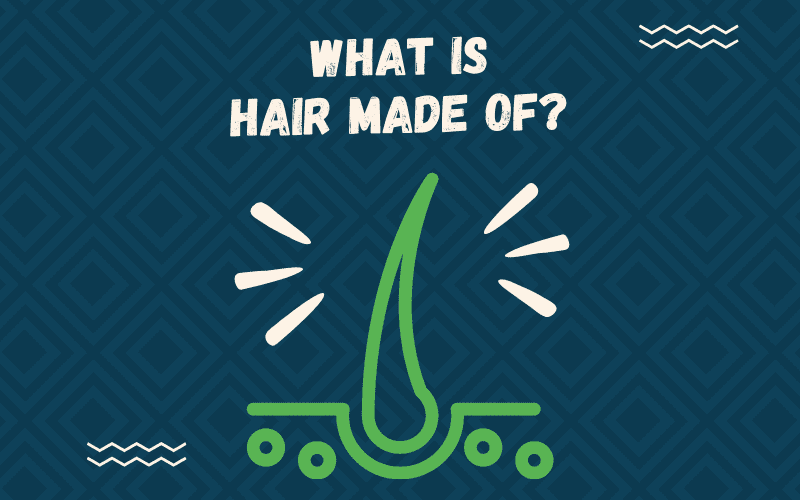 Image titled what is hair made of showing a green hair follicle sitting on a blue background