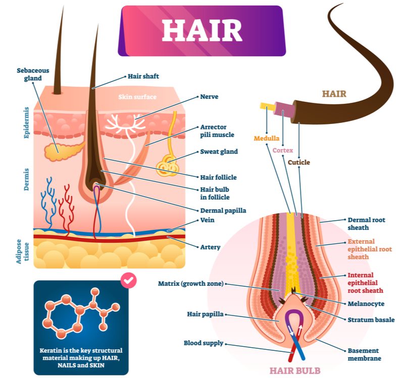 To further illustrate what is hair, an up-close image of the shaft, glands, and bulb