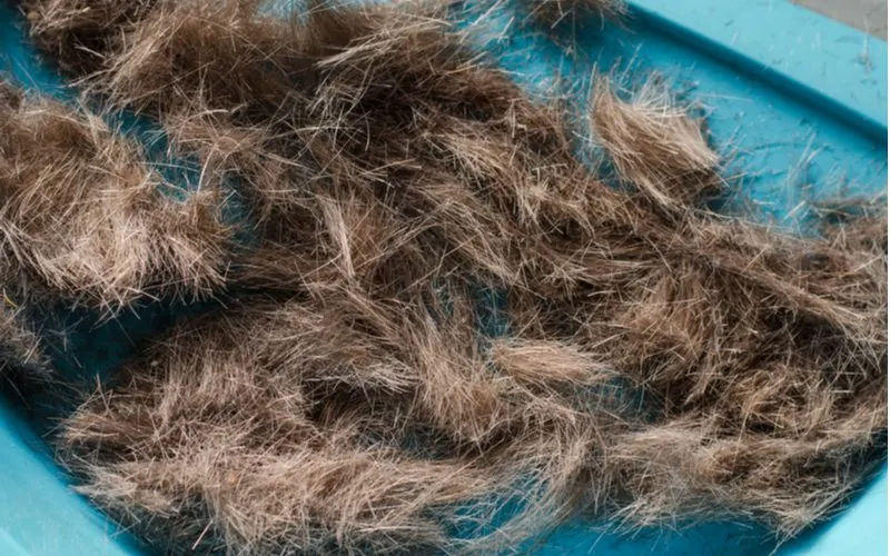 Bunch of hair in a pile being swept up into a dustpan for a piece on how much does hair weigh