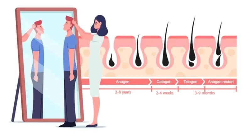 For a piece on how to get thicker hair, the hair growth cycle shown in graphic form