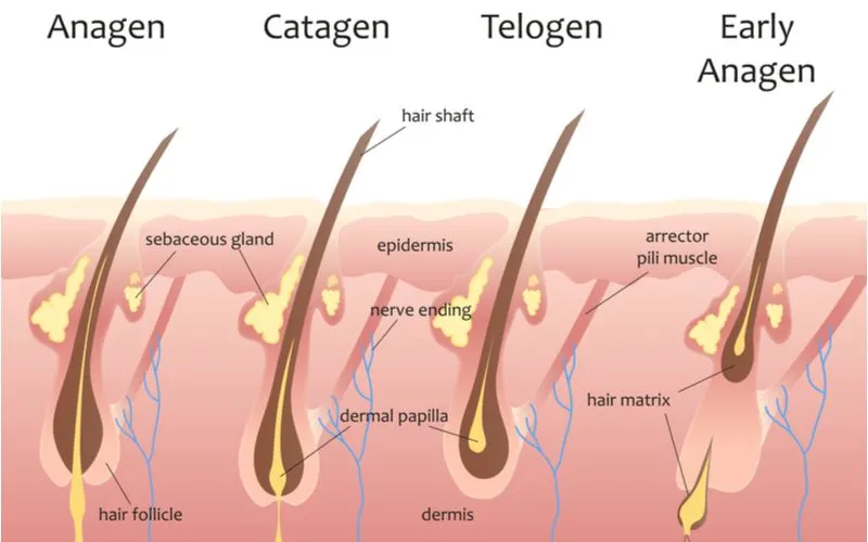 To help answer "how does hair grow?", an image of a the hair growth cycle featuring the anagen, catagen, telogen, and early anagen cycle
