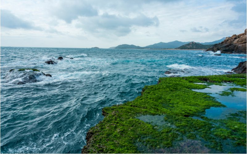 Hình ảnh cho một tác phẩm có tiêu đề Sea Moss in Hair có một đám rêu xanh nổi trên biển
