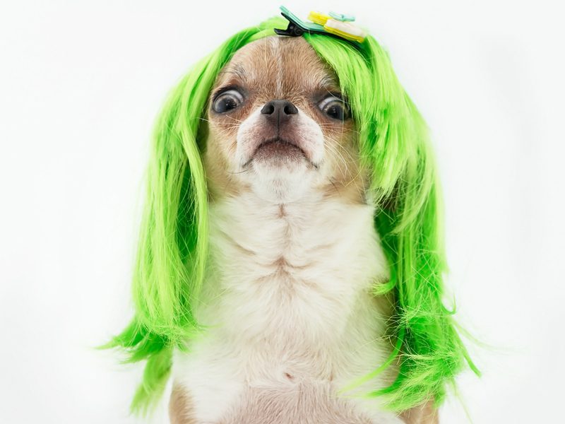 Chú chó sợ hãi với bộ tóc giả màu xanh lá cây để xem một đoạn về cách loại bỏ thuốc nhuộm màu xanh lá cây khỏi tóc