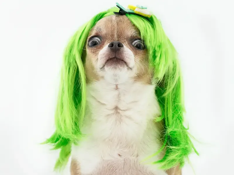 Scared dog with a green wig for a piece on how to get green dye out of hair