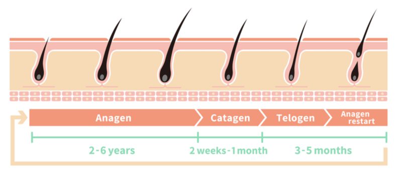 Phases of hair growth after taking Collagen