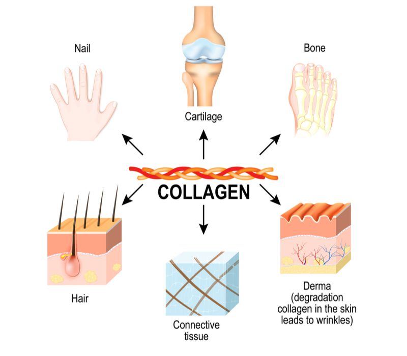 Image showing what Collagen does in the body, including why use Collagen for hair growth