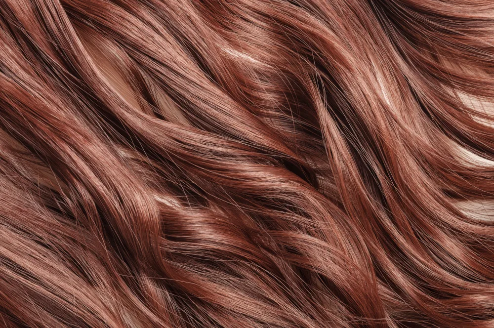 Single piece of dark hair similar in color to chestnut