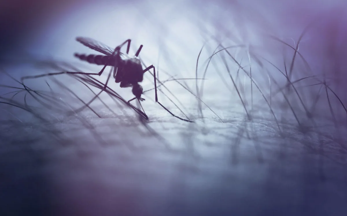 Mosquito Bites on Scalp | How to Treat & Prevent Them
