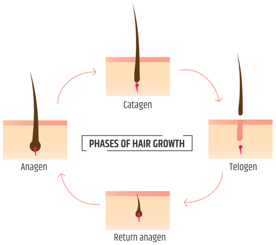 Do Eyebrows Grow Back? | Yes, But There's a Catch