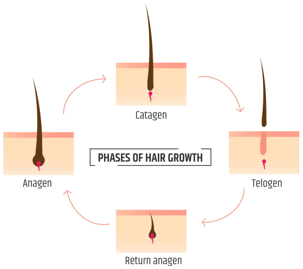 The four different phases of eyebrow growth to help answer do eyebrows grow back