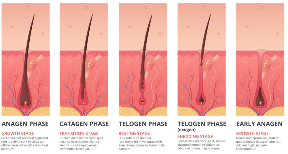 Signs of hair growth in various stages put into a chart