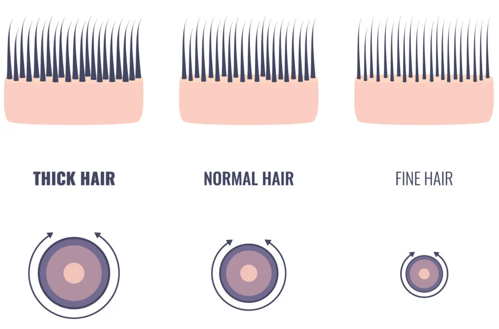 For a piece on human hair thickness, an illustration showing how thick different types of hair is