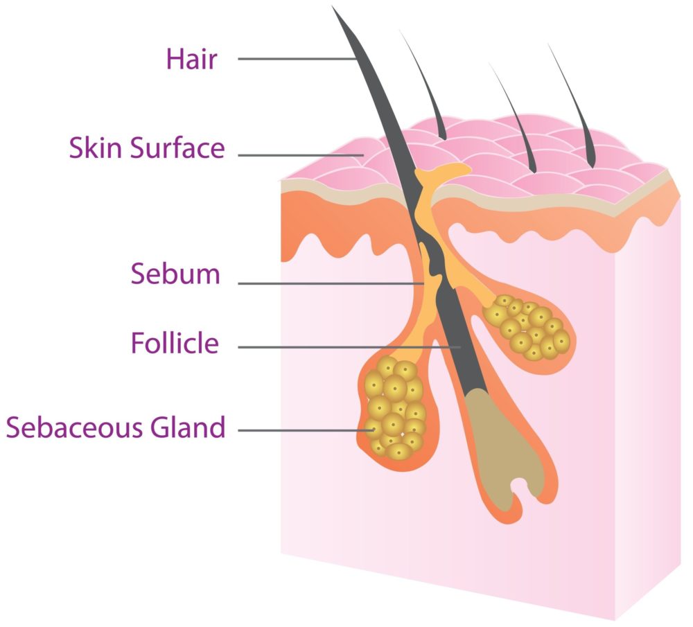 Illustration showing what sebum is in hair alongside a few other key part of hair